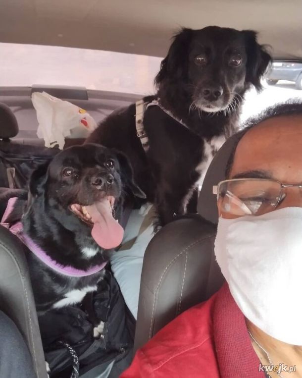 Selfie, które zrobił sobie taksówkarz ze swoimi psimi pasażerami, obrazek 5