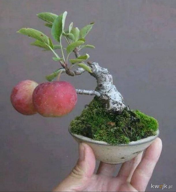 Jabłonka bonsai