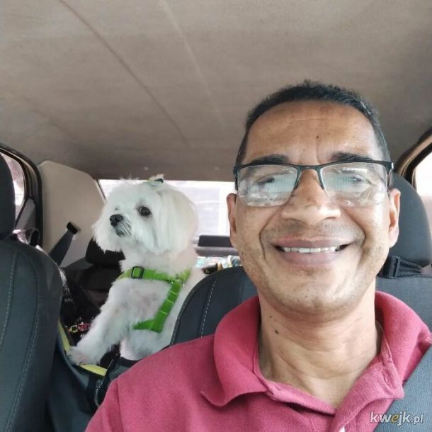 Selfie, które zrobił sobie taksówkarz ze swoimi psimi pasażerami, obrazek 16
