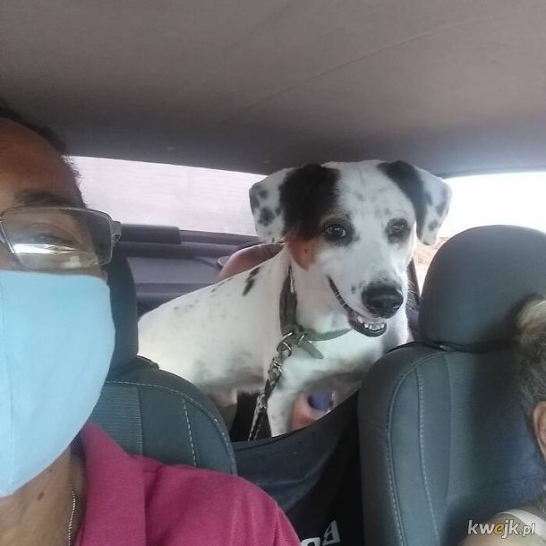 Selfie, które zrobił sobie taksówkarz ze swoimi psimi pasażerami
