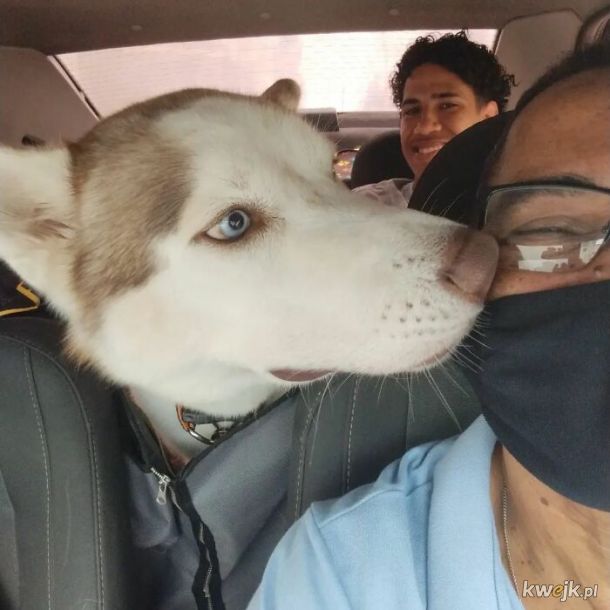 Selfie, które zrobił sobie taksówkarz ze swoimi psimi pasażerami, obrazek 4
