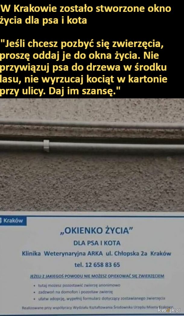 W Krakowie otworzono okno życia dla psa i kota
