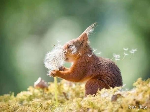 Fotograf Geert Weggen przez 6 lat śledził pewną wiewiórkę. Oto część jego zdjęć, obrazek 3