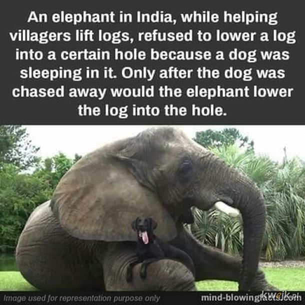 dobry ziomek słoń