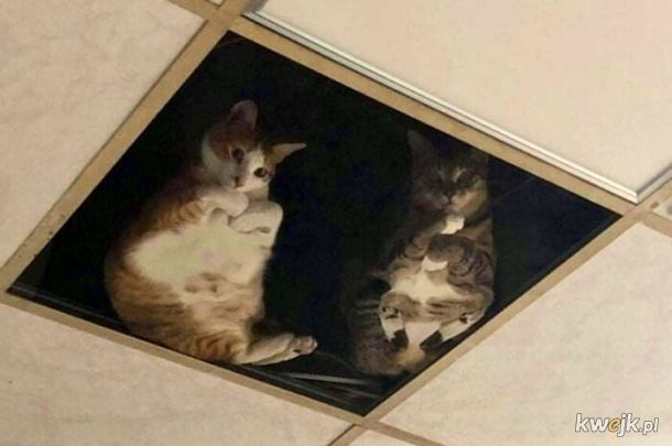 Porcja kotów wyglądających jak właściciele tego przybytku, obrazek 23