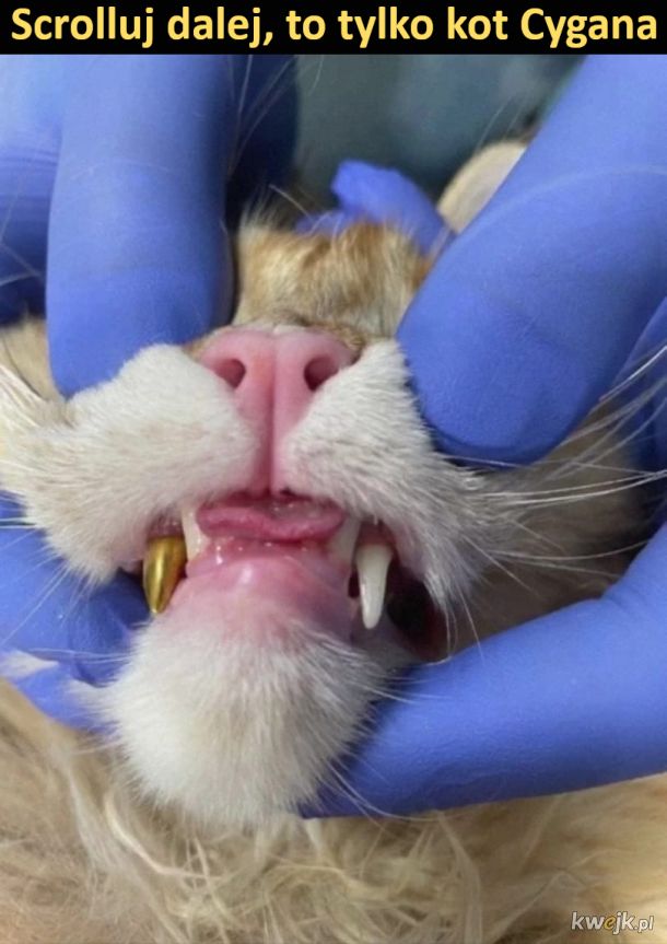 Kot ze złotym zębem