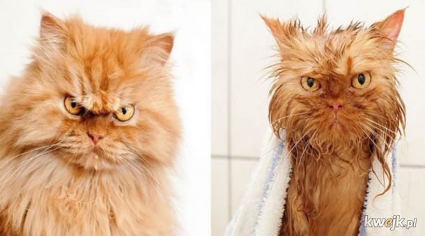 Zwierzaczki przed i po kąpieli, obrazek 7