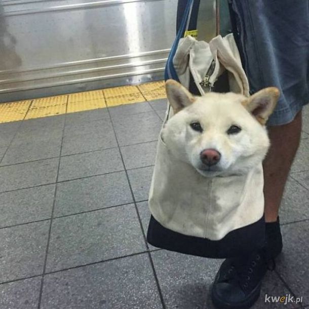 Psy wygodnie podróżujące w torbach