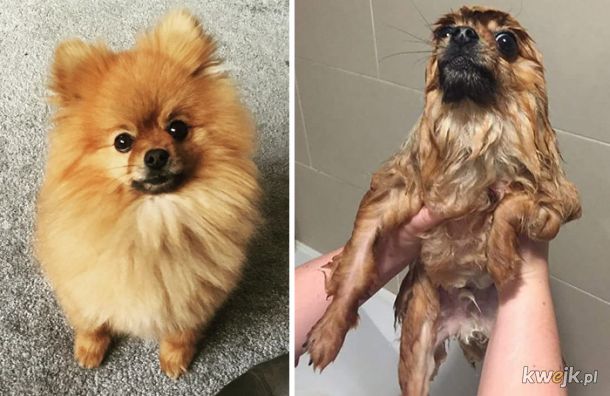 Zwierzaczki przed i po kąpieli, obrazek 10