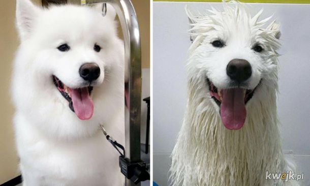 Zwierzaczki przed i po kąpieli, obrazek 9