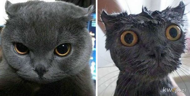 Zwierzaczki przed i po kąpieli, obrazek 5