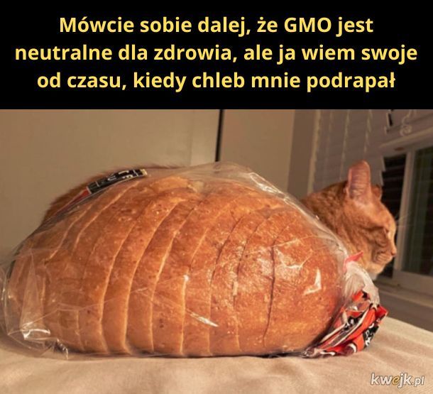 Imię kota: Chleb.