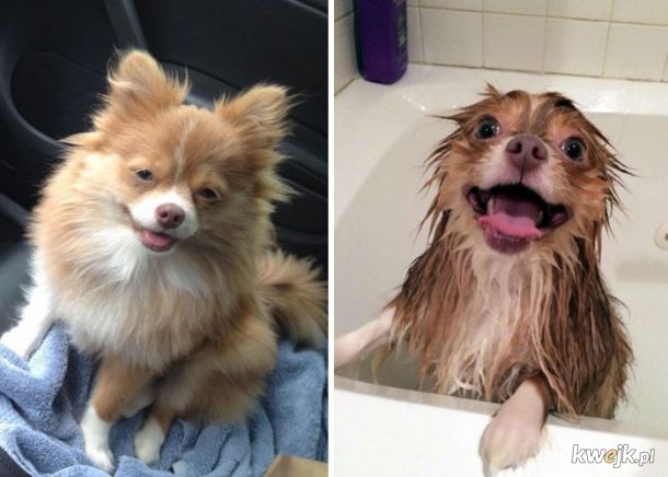 Zwierzaczki przed i po kąpieli, obrazek 2