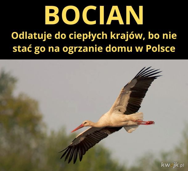 Bocian