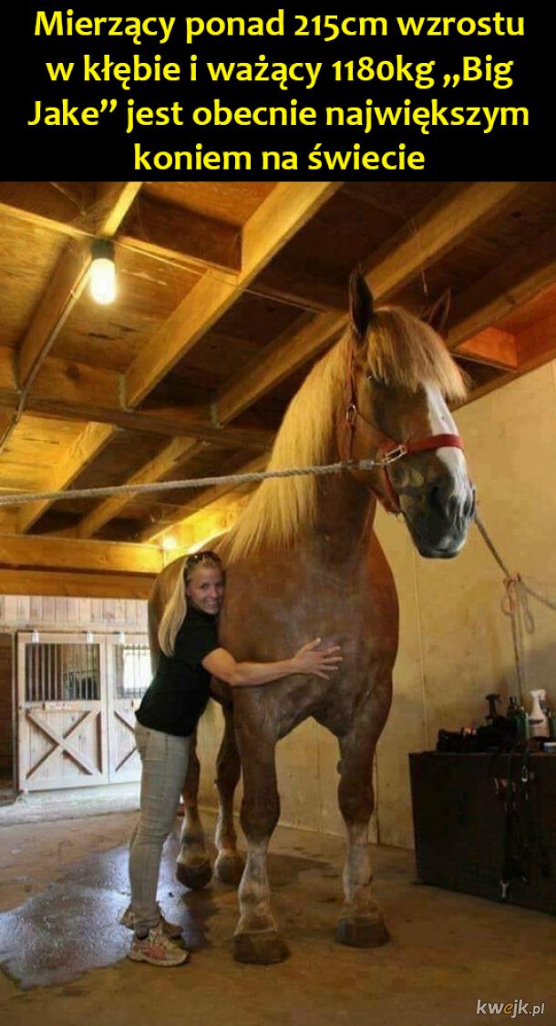 Największy koń