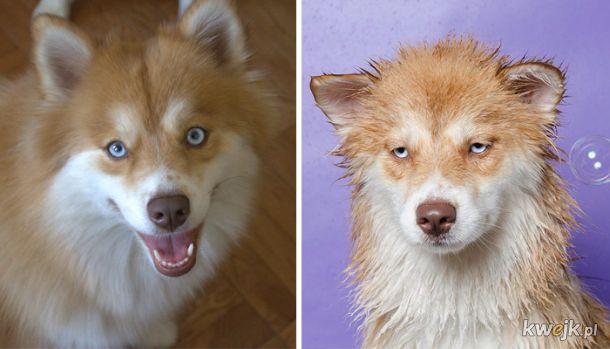 Zwierzaczki przed i po kąpieli, obrazek 8