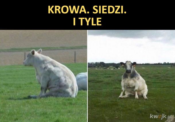 Siedząca krowa