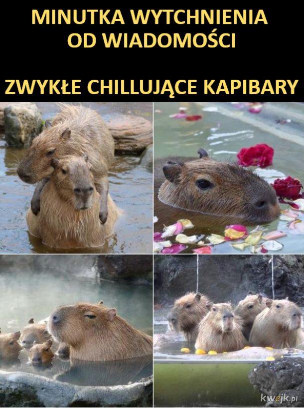 Pochilluj z kapibarami