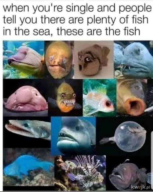 Którą rybką się czujesz? ;)
