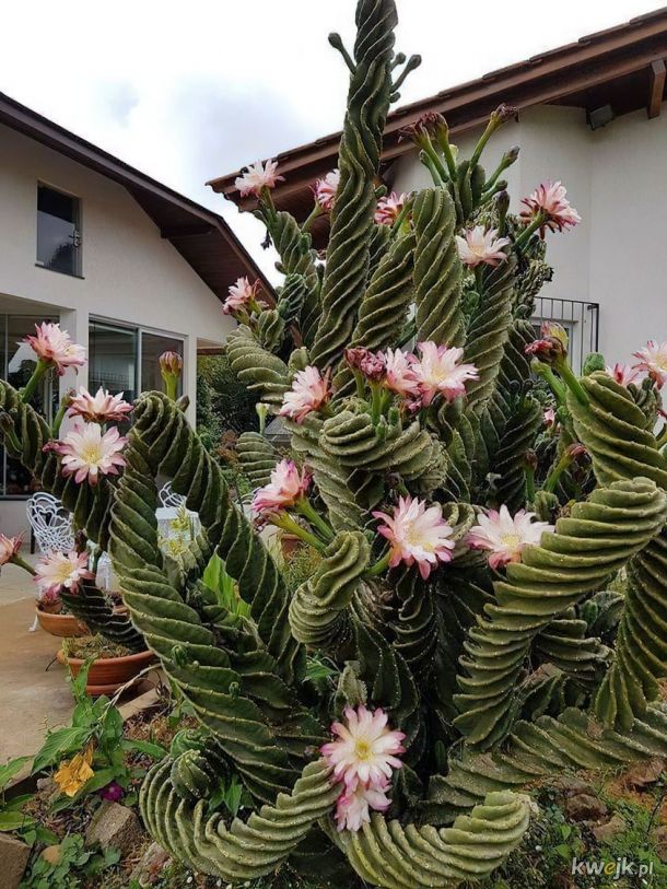 Pokręcony kaktus