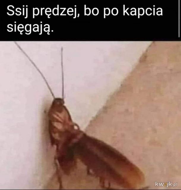 Ciężkie jest życie karalucha