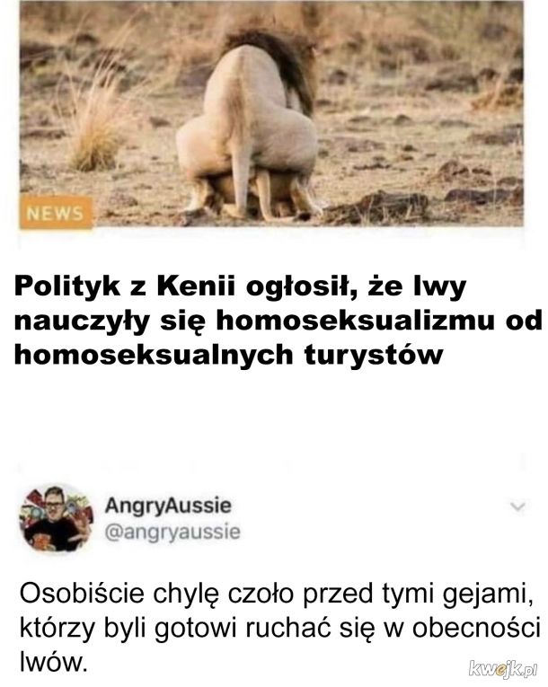 Homoseksualne lwy