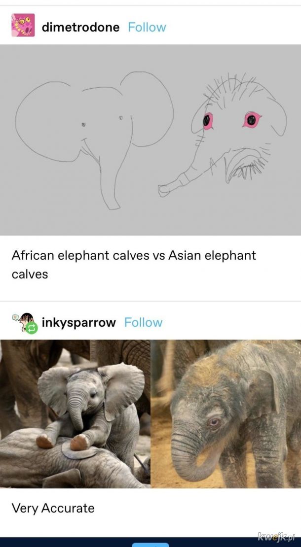 Afrykański i Azjatycki.