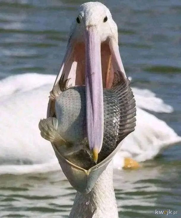 Głodny pelikan., obrazek 2