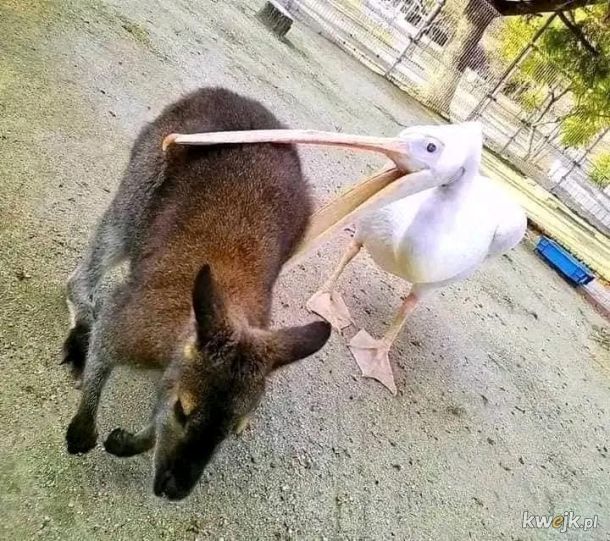 Głodny pelikan.