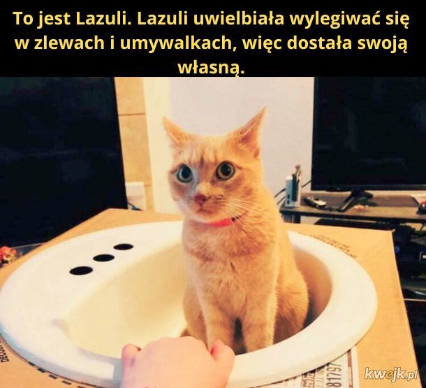 Kot w umywalce.