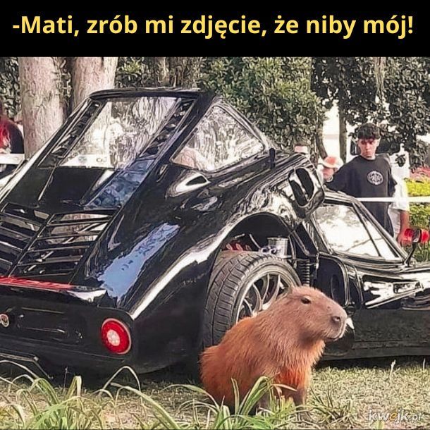 Super. Kapibara ma lepsze auto niż ja...