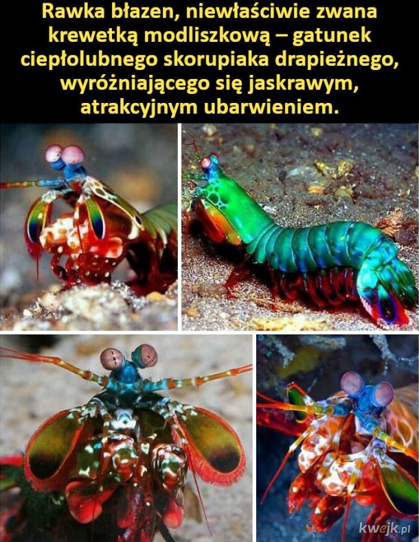 Dziwaczne stworzenia żyjące na Ziemi