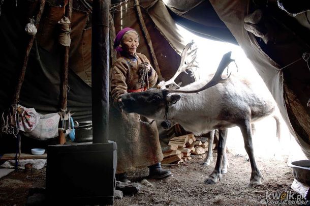 Kilka zdjęć pokazujących codzienne życie hodowców reniferów z Mongolii., obrazek 6