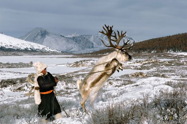 Kilka zdjęć pokazujących codzienne życie hodowców reniferów z Mongolii., obrazek 8