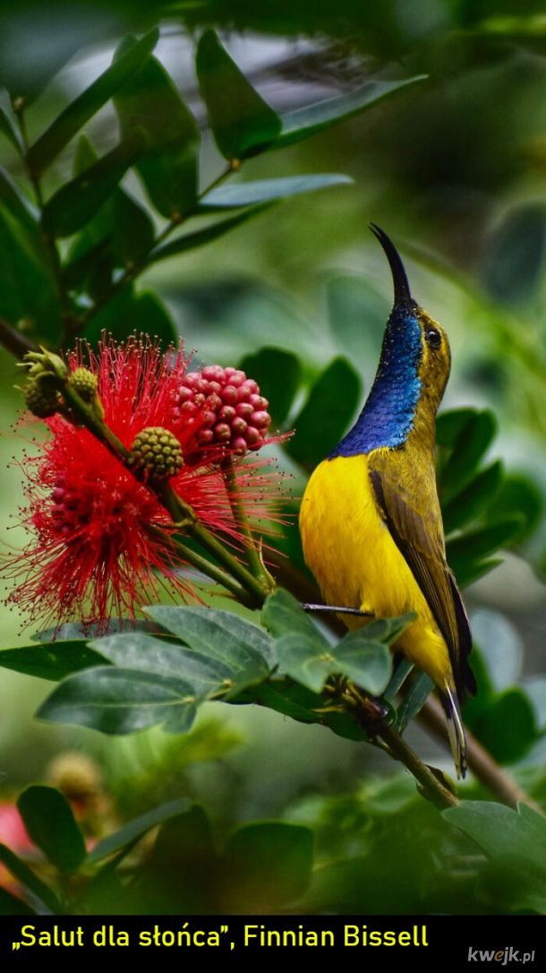 Najlepsze fotografie w konkursie BirdLife Australia Photography Awards 2022