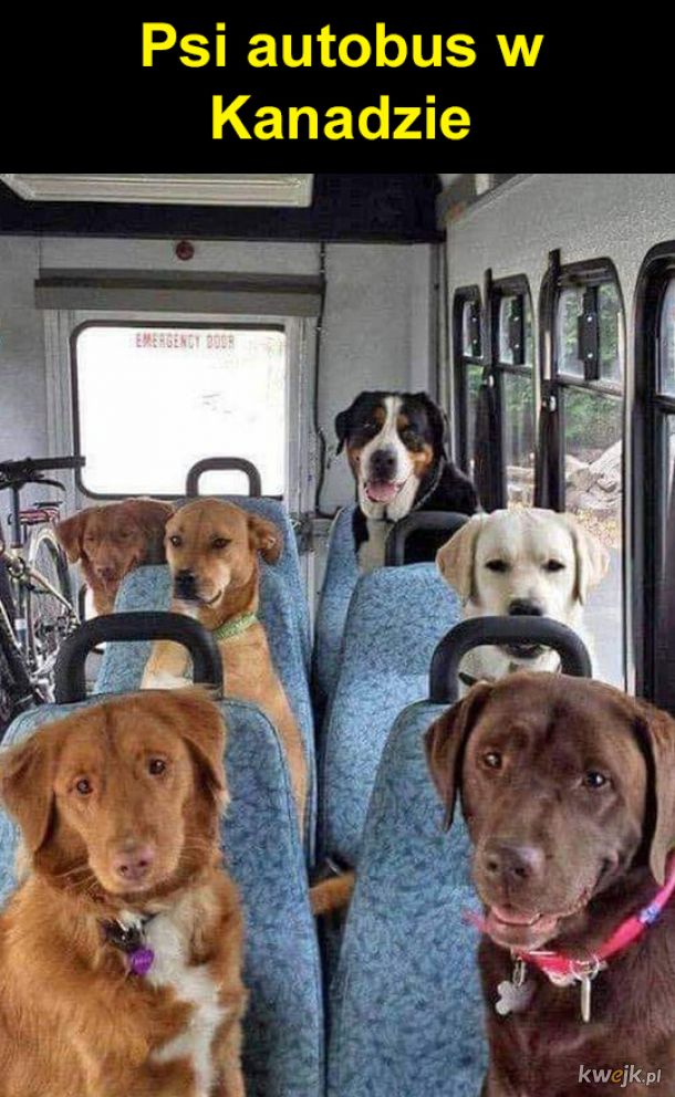 Psi autobus