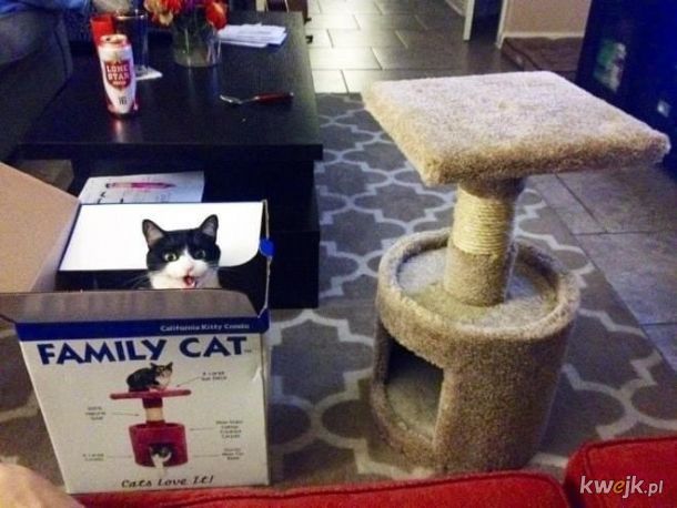 Kiedy się wykosztujesz i kupisz kotu prezent.