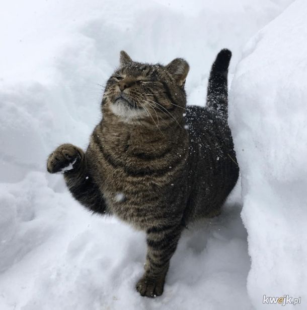 Galeria pełna kotów w śniegu.