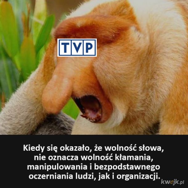TVN vs. TVP