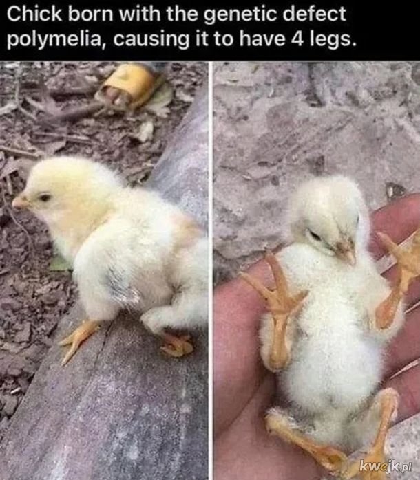 Kurczak z wadą wykluł się z 4 nogami