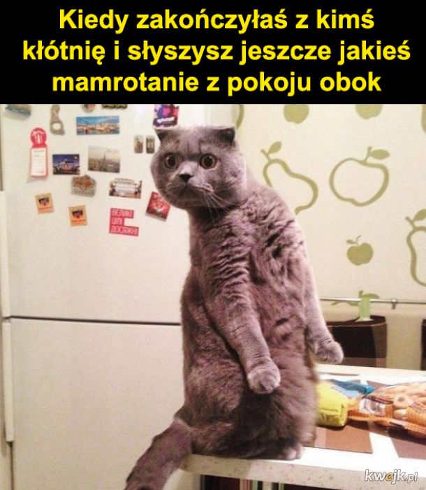 Kocie memy z okazji Dnia Kota, obrazek 16
