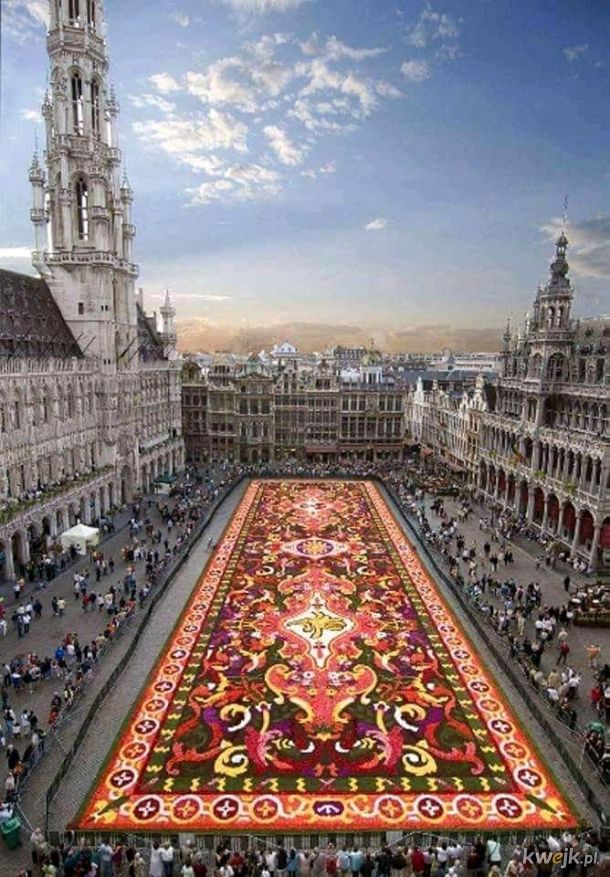 Dywan z kwiatów w Brukseli