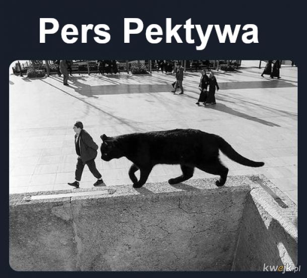 Kot perski rasowy