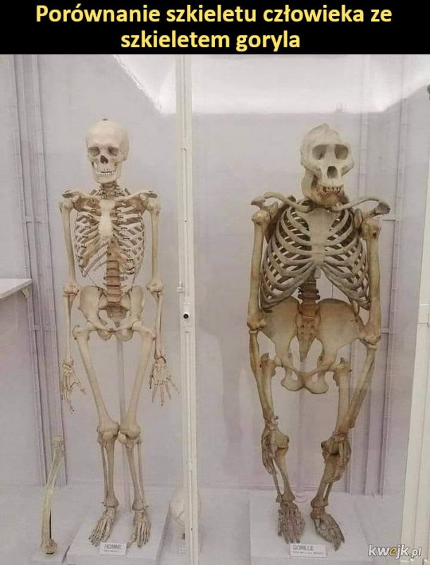 Porównanie szkieletu człowieka z szkieletem goryla