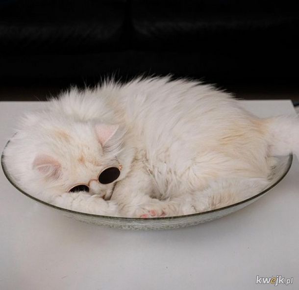 Koty w miskach. Po prostu koty w miskach.