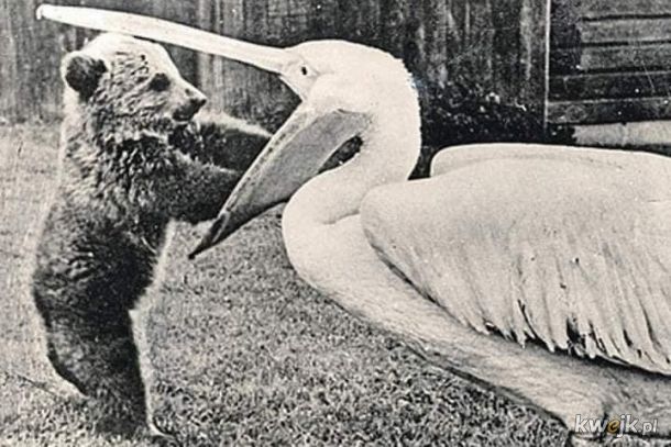 Pelikan - naturalny wróg wszystkiego, co żyje., obrazek 8