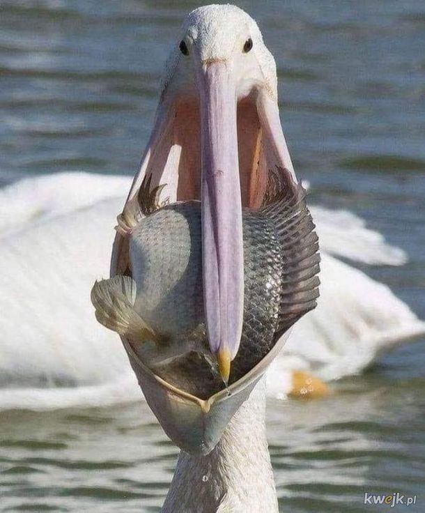 Pelikan - naturalny wróg wszystkiego, co żyje.