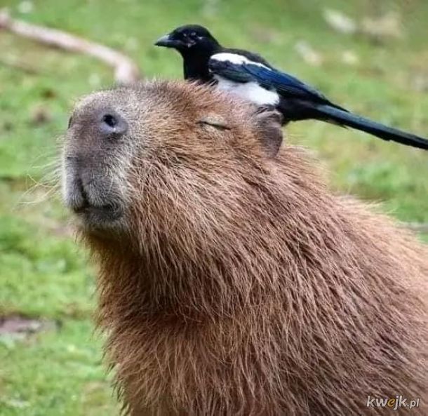Kapibary są urocze!, obrazek 6