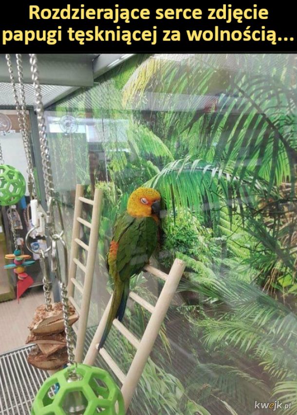 Papuga, której odebrano wolność