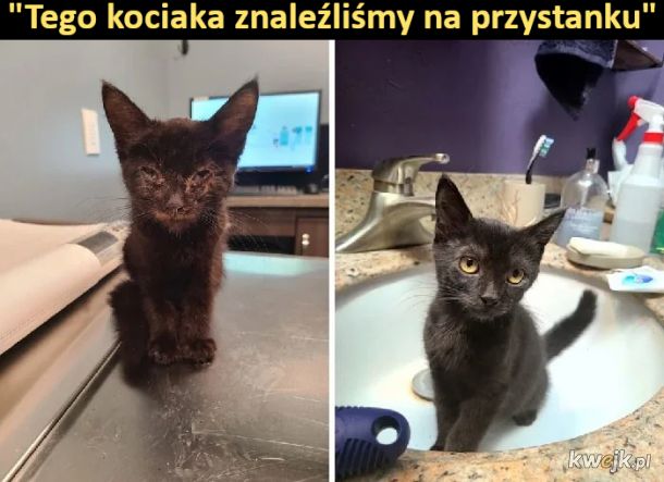 Porcja wzruszających zdjęć kotów przed i po uratowaniu, obrazek 2
